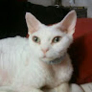 Meet your Posher, Cat